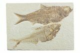 Plate of Two Fossil Fish (Diplomystus & Knightia) - Wyoming #369512-1